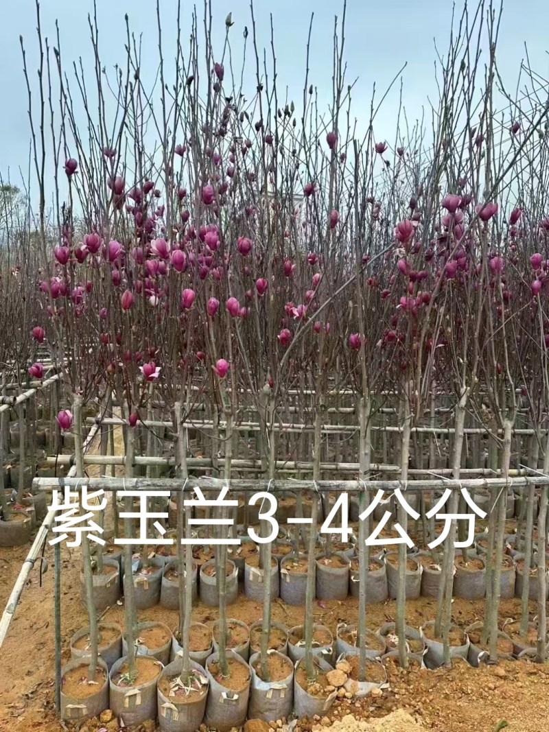 紫玉兰3-4公分现货大量出售
