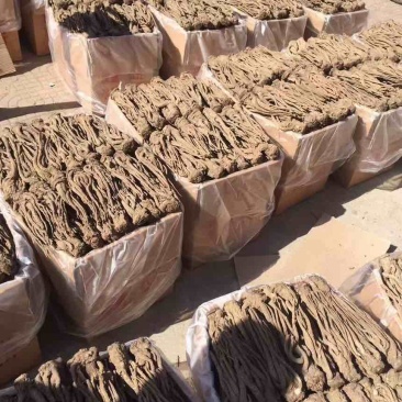 甘肃岷县无硫当归正品保证产地直销全国可发价格优惠