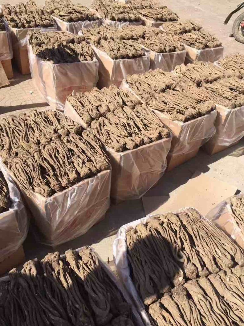 甘肃岷县无硫当归正品保证产地直销全国可发价格优惠