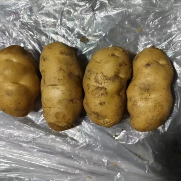 荷兰十五土豆