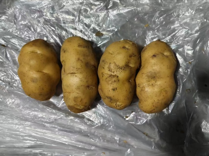 荷兰十五土豆