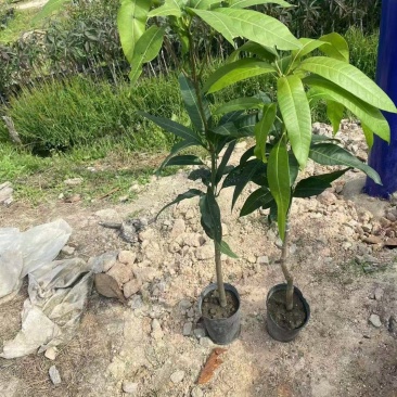 芒果3公分头径现货出售