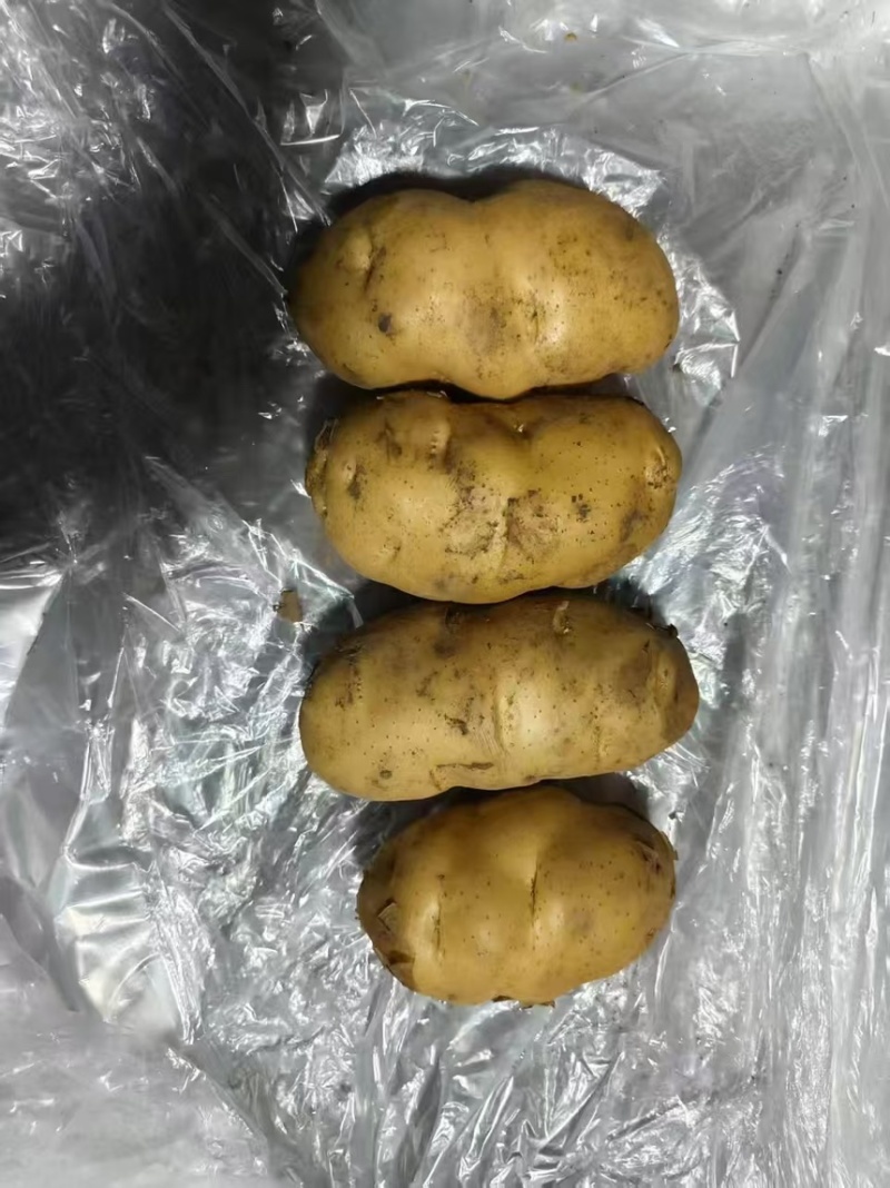 荷兰十五土豆