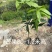 芒果3公分头径现货出售