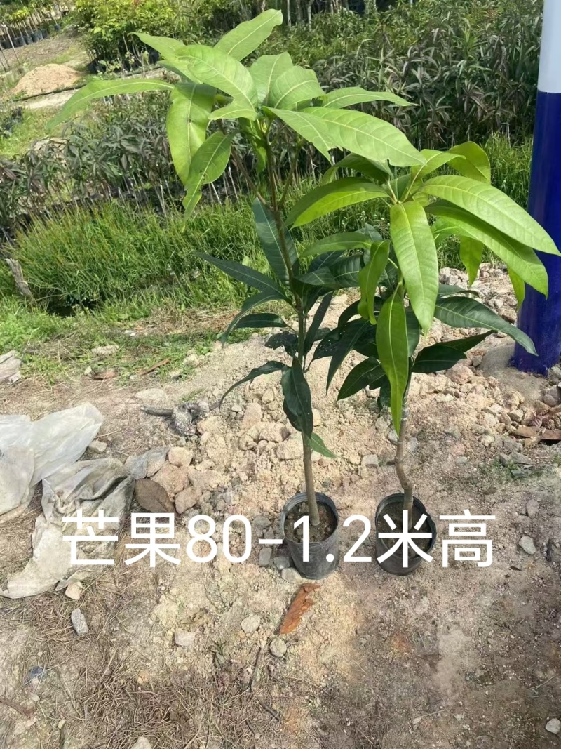 芒果3公分头径现货出售
