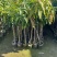 芒果3公分头径现货出售