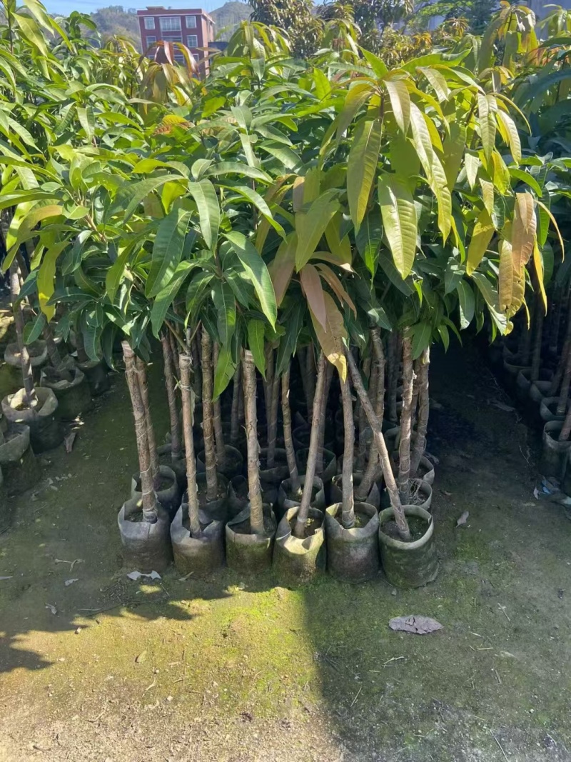 芒果3公分头径现货出售