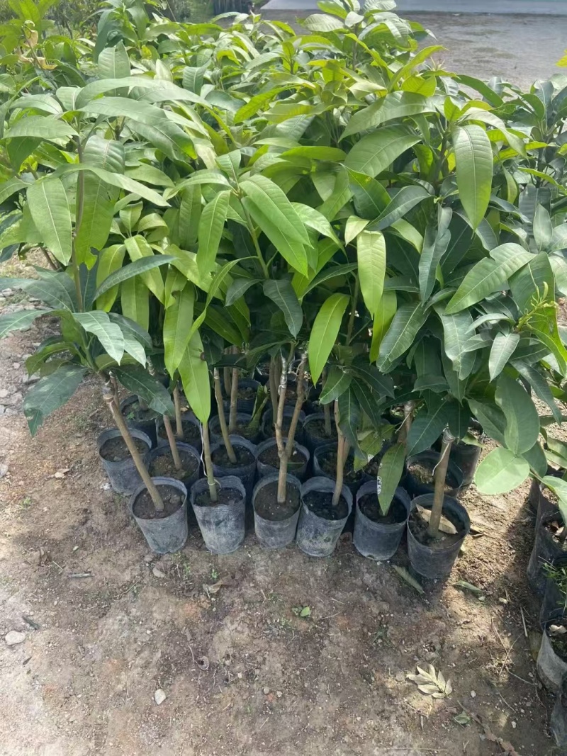 芒果3公分头径现货出售
