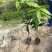 芒果3公分头径现货出售