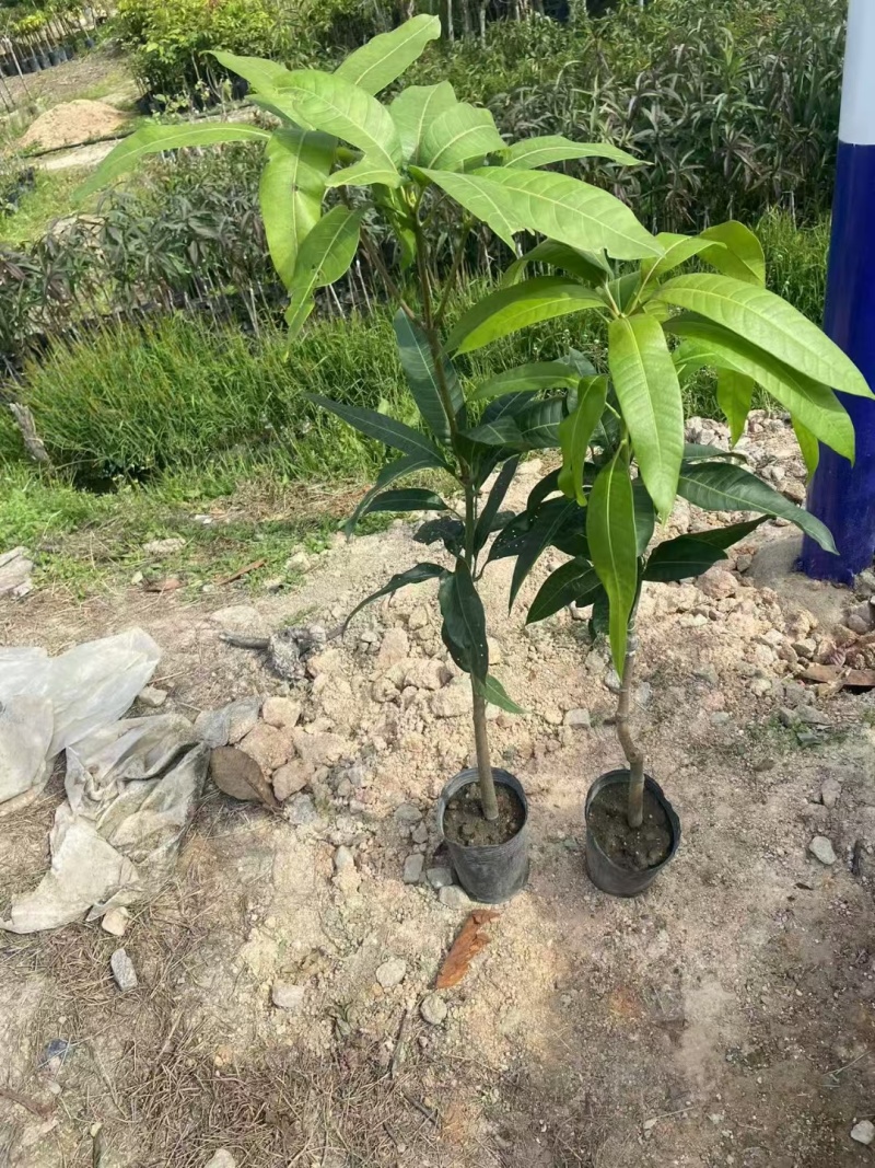 芒果3公分头径现货出售
