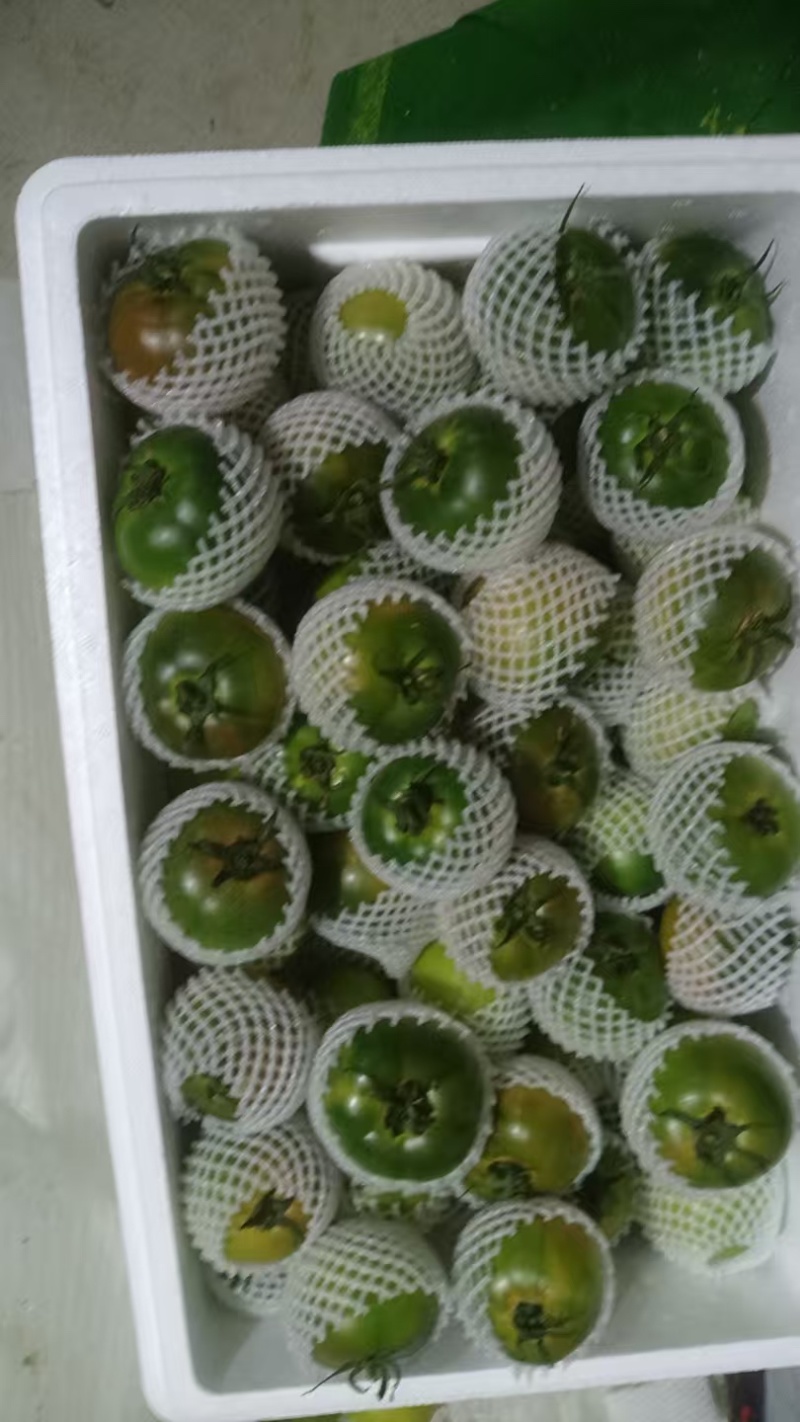 辽宁草莓柿子大量上市货源充足口感好现摘现发诚信经营