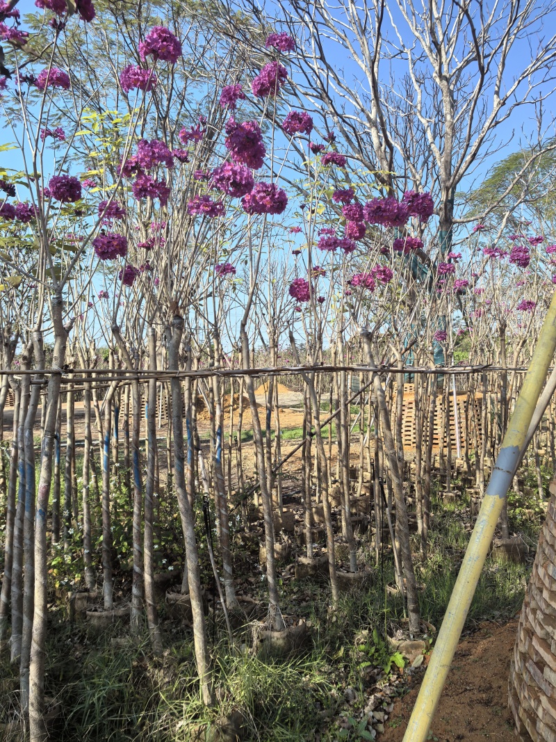紫花风铃木