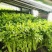 新泰芹菜/玻璃翠芹菜/大棚种植/质量三包/供应电商市场