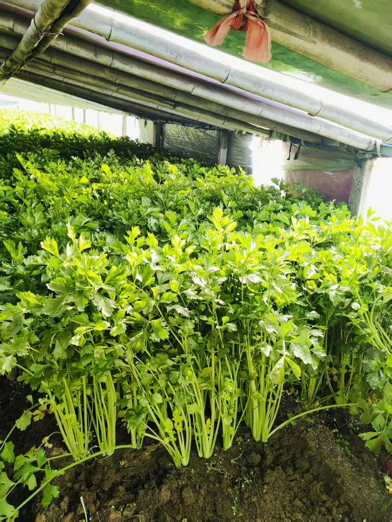 新泰芹菜/玻璃翠芹菜/大棚种植/质量三包/供应电商市场