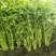 新泰芹菜/玻璃翠芹菜/大棚种植/质量三包/供应电商市场