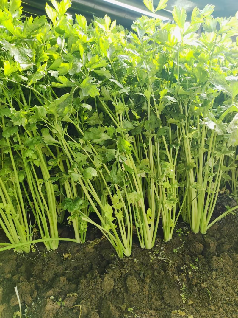 新泰芹菜/玻璃翠芹菜/大棚种植/质量三包/供应电商市场