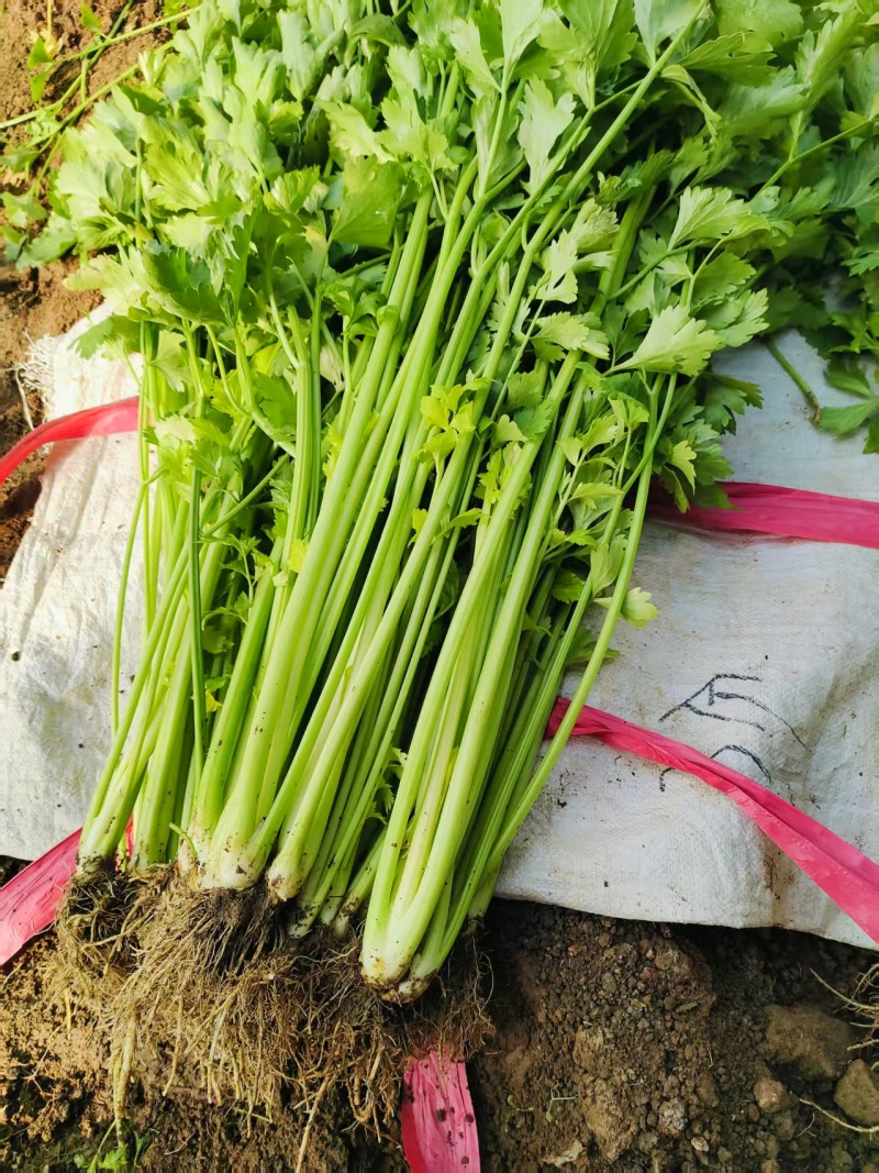 新泰芹菜/玻璃翠芹菜/大棚种植/质量三包/供应电商市场