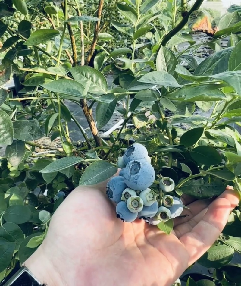 蓝莓树果苗盆栽带果发货阳台南北方种植蓝莓果树苗特大号当年