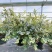 蓝莓树果苗盆栽带果发货阳台南北方种植蓝莓果树苗特大号当年