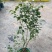 蓝莓树果苗盆栽带果发货阳台南北方种植蓝莓果树苗特大号当年