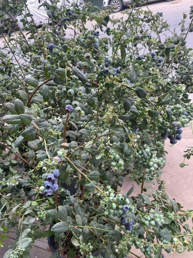 蓝莓树果苗盆栽带果发货阳台南北方种植蓝莓果树苗特大号当年