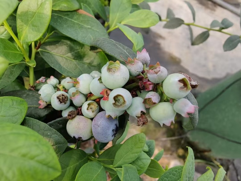 蓝莓树果苗盆栽带果发货阳台南北方种植蓝莓果树苗特大号当年