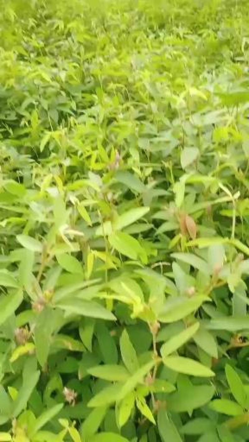 小叶红皮千斤拨种子