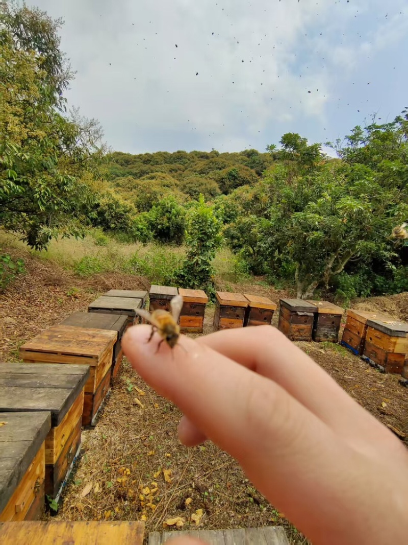 蜂蜜荔枝龙眼蜂蜜原蜜大量供应对接全国市场电商