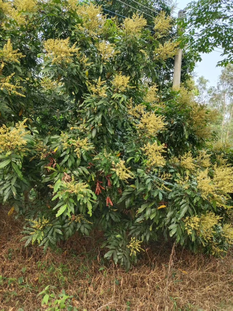蜂蜜荔枝龙眼蜂蜜原蜜大量供应对接全国市场电商
