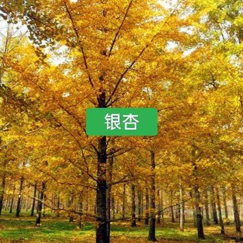 河北定州白果树银杏树苗绿化苗木乔灌木行道树