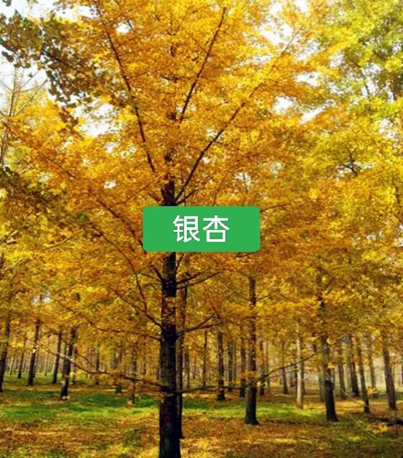 河北定州白果树银杏树苗绿化苗木乔灌木行道树