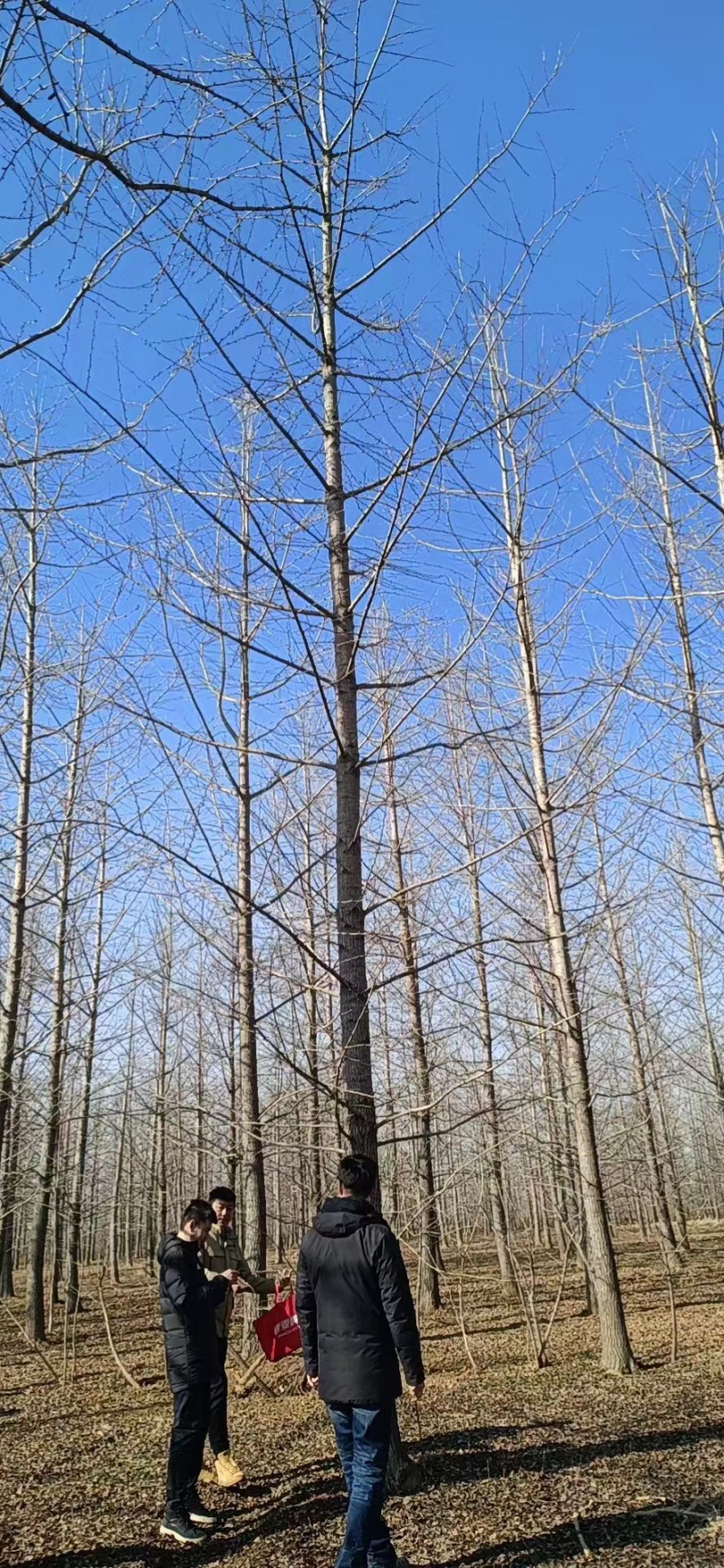 河北定州白果树银杏树苗绿化苗木乔灌木行道树