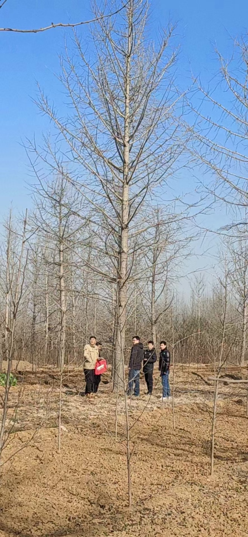 河北定州白果树银杏树苗绿化苗木乔灌木行道树