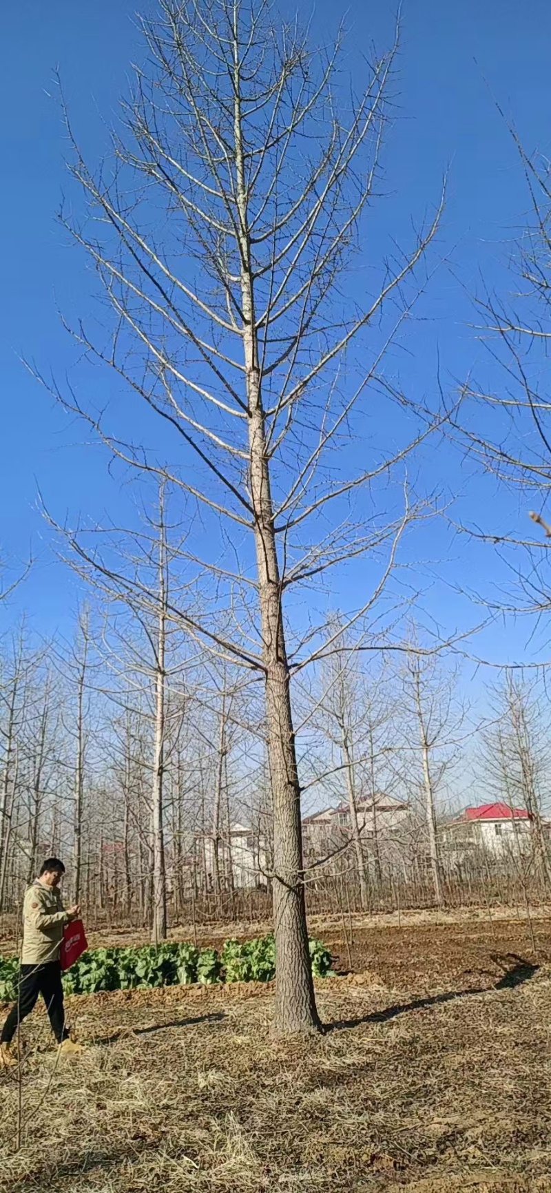 河北定州白果树银杏树苗绿化苗木乔灌木行道树