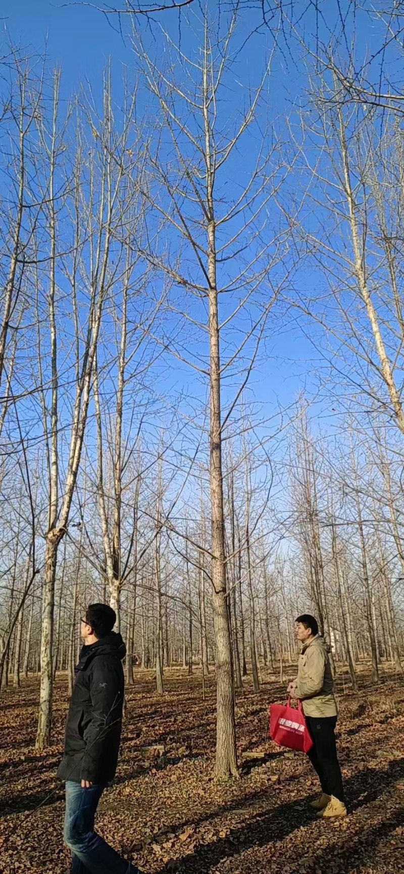 河北定州白果树银杏树苗绿化苗木乔灌木行道树