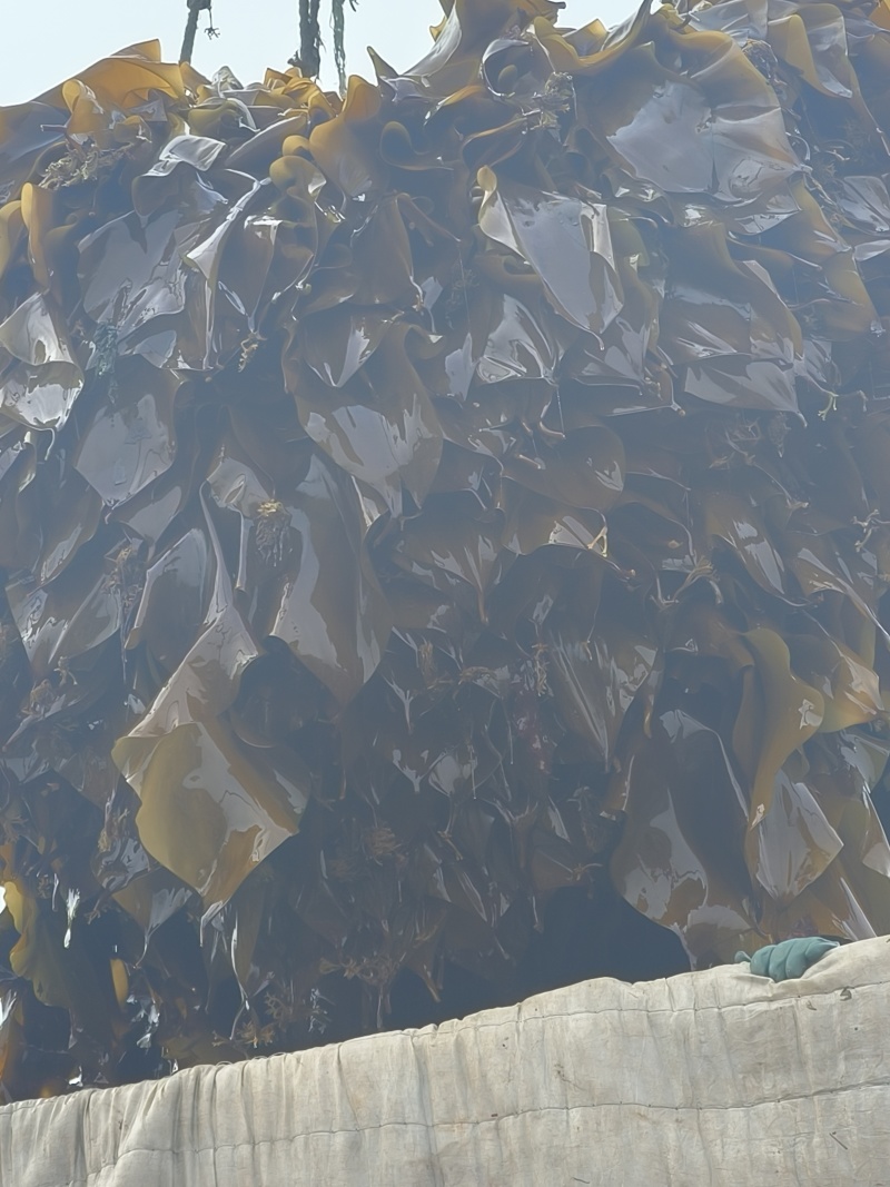 鲜海带
