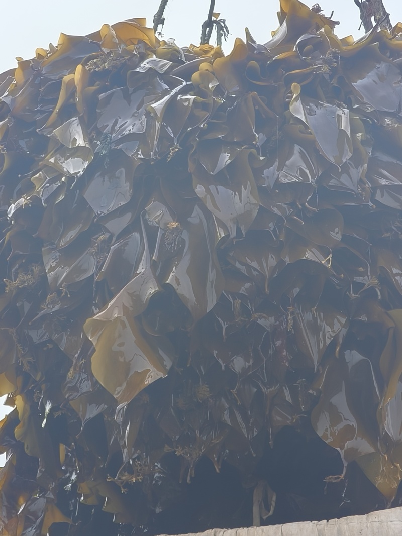 鲜海带