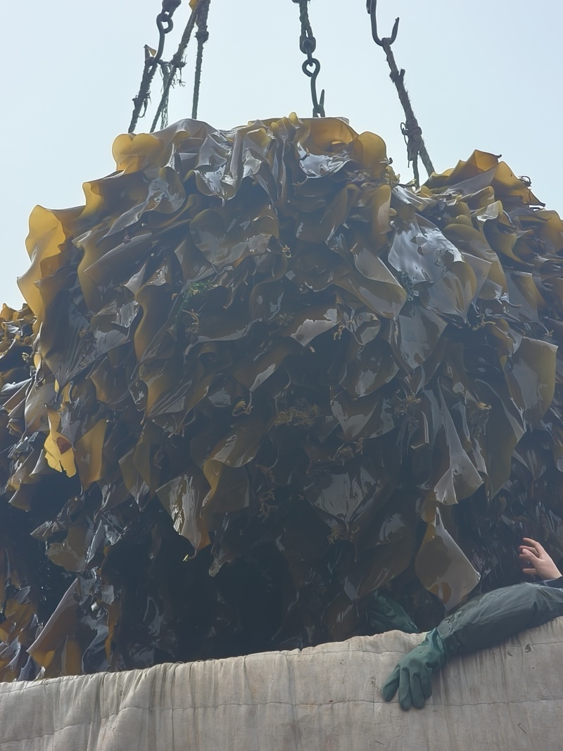 鲜海带