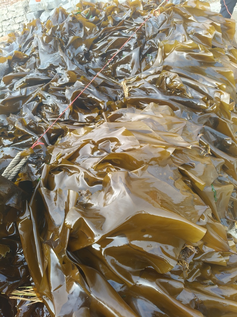 鲜海带