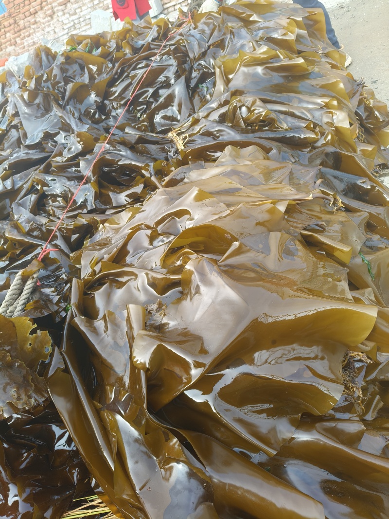 鲜海带