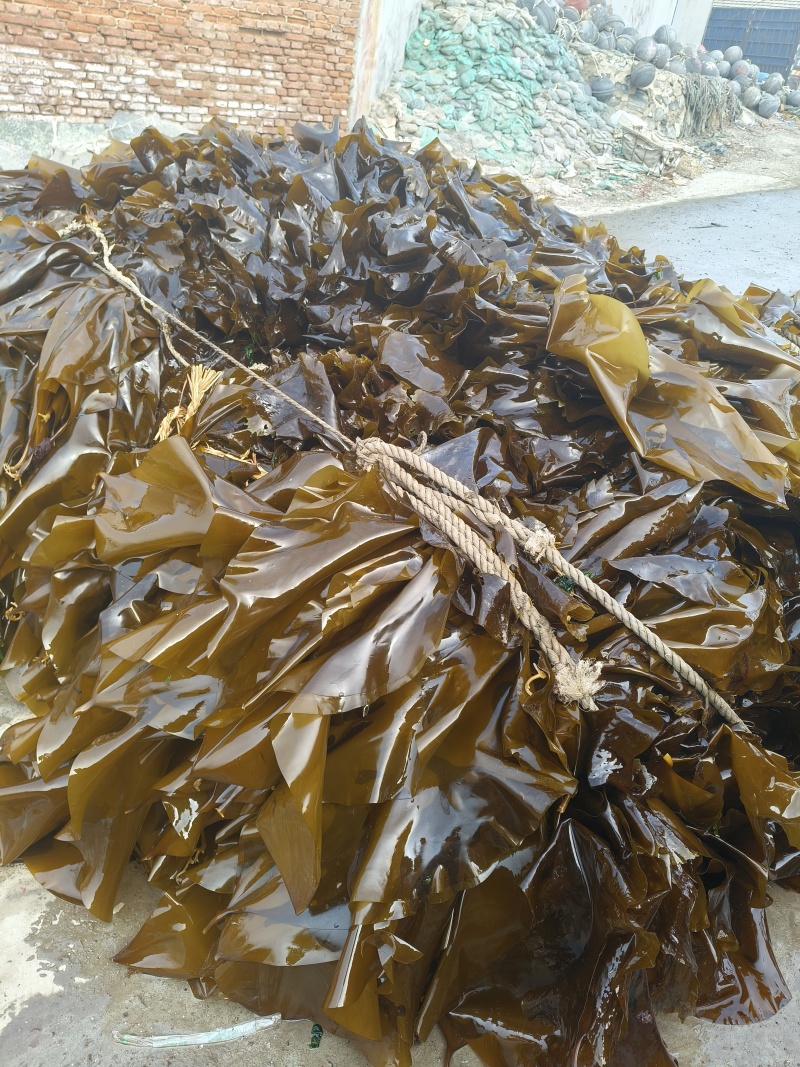 鲜海带