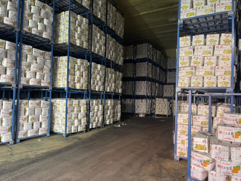 荷兰十五土豆、质量好、便宜出售！三两以上！