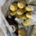 荷兰十五土豆、质量好、便宜出售！三两以上！