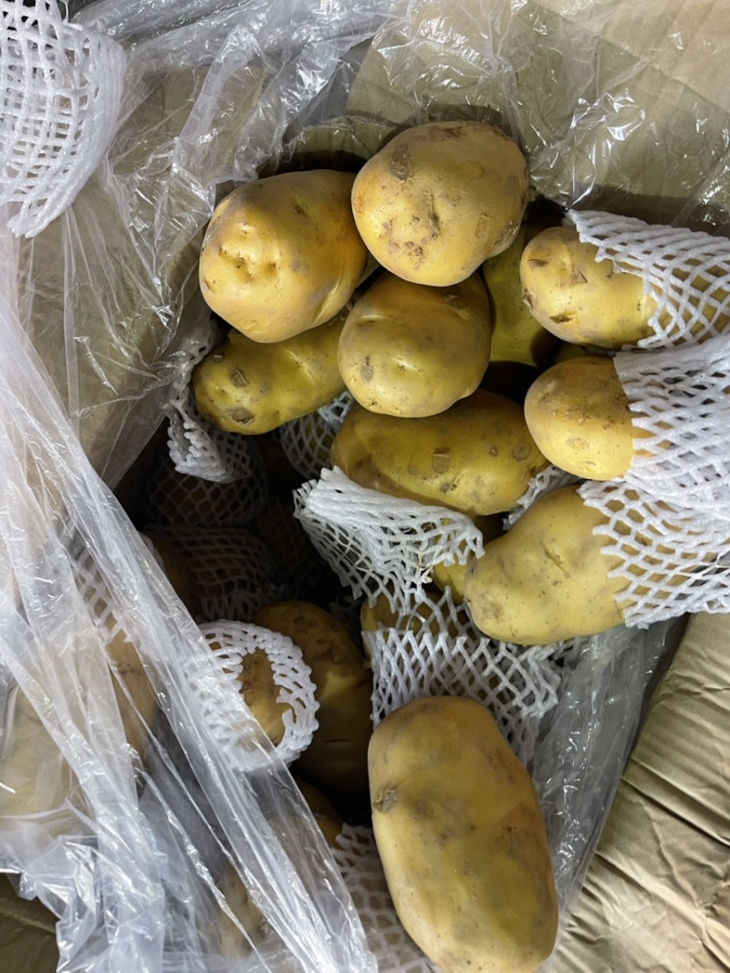 荷兰十五土豆、质量好、便宜出售！三两以上！