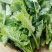 恩施油菜苔