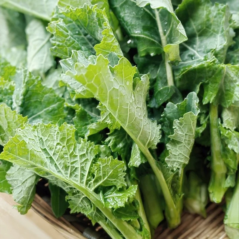 恩施油菜苔