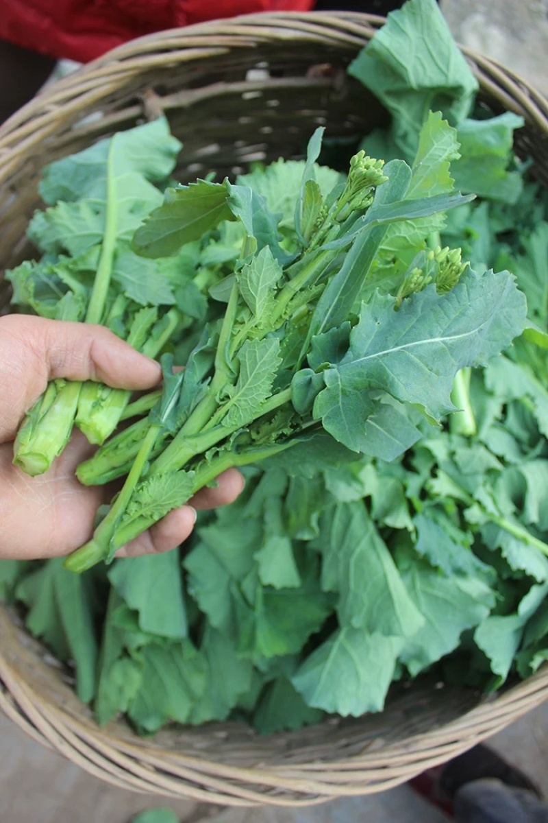 恩施油菜苔