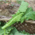 恩施油菜苔