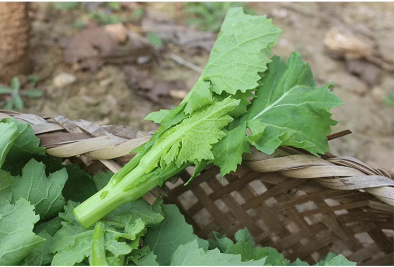 恩施油菜苔