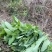 恩施油菜苔